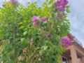 IMG_20250506_083255