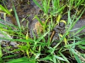 DSC04771